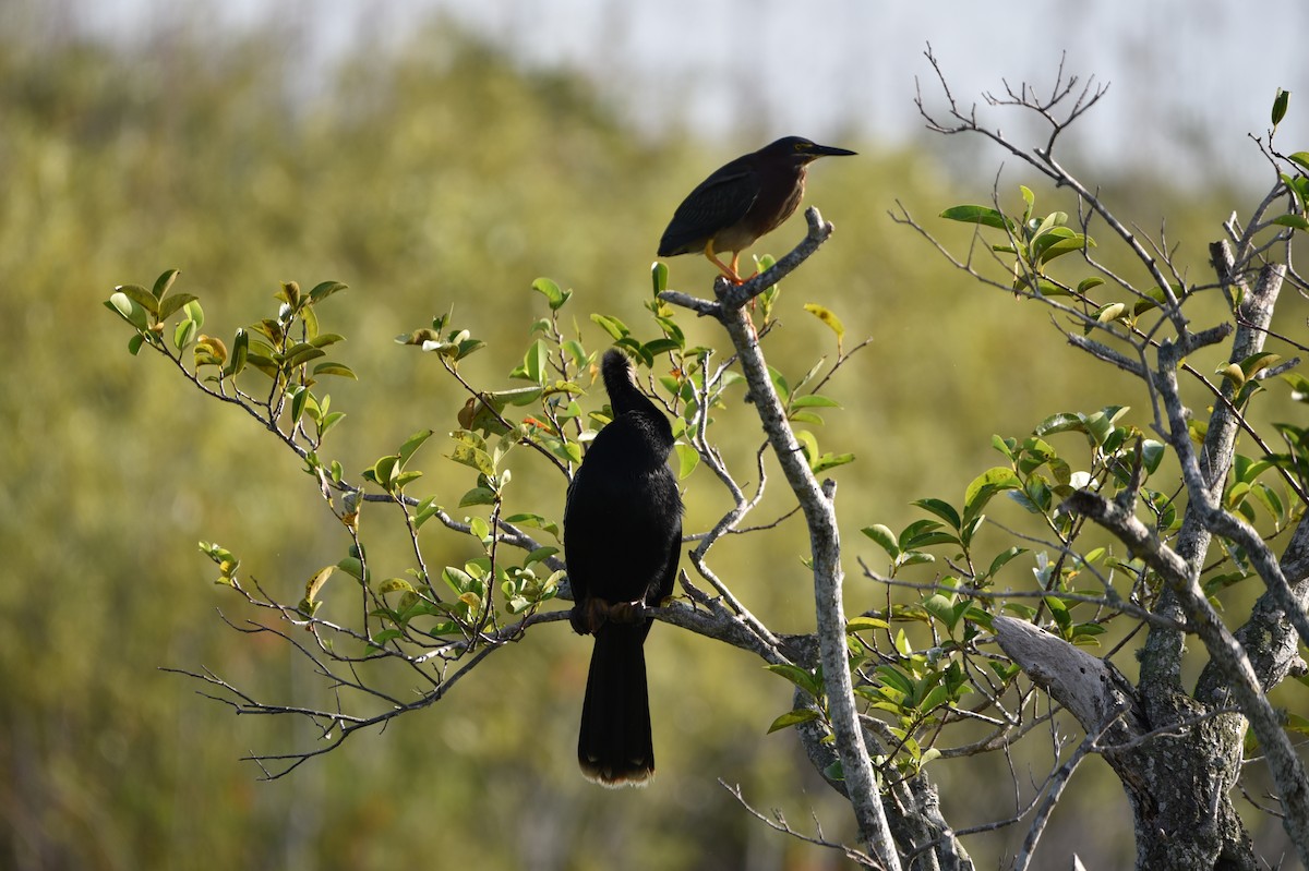 anhinga americká - ML620314618