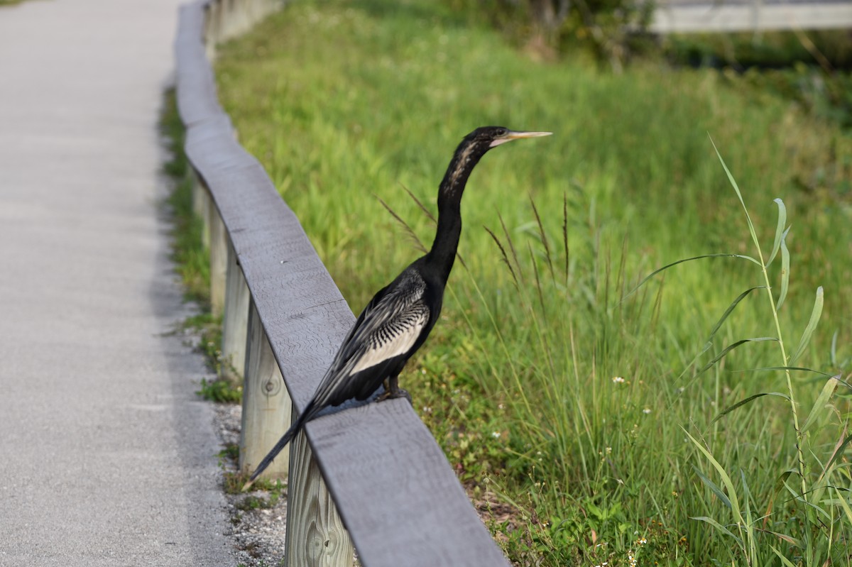 anhinga americká - ML620314619