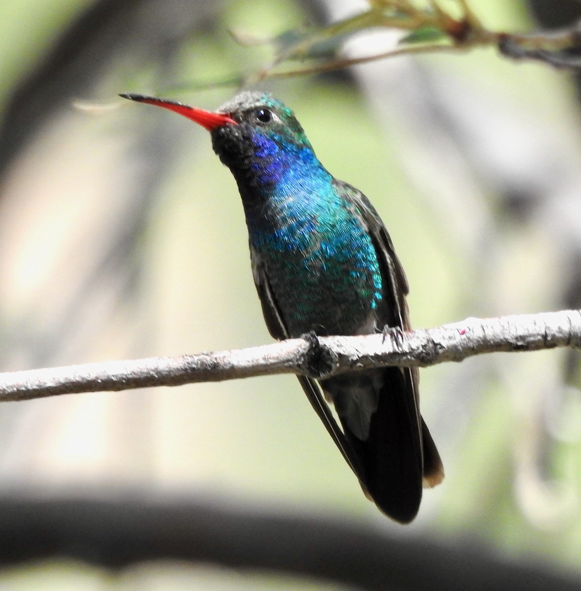 Colibrí Piquiancho Común - ML620314621