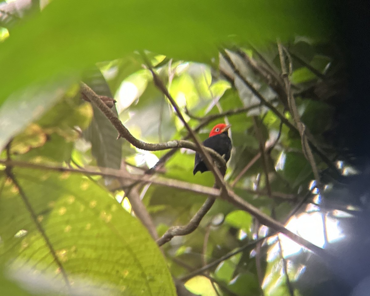 Red-capped Manakin - ML620314622