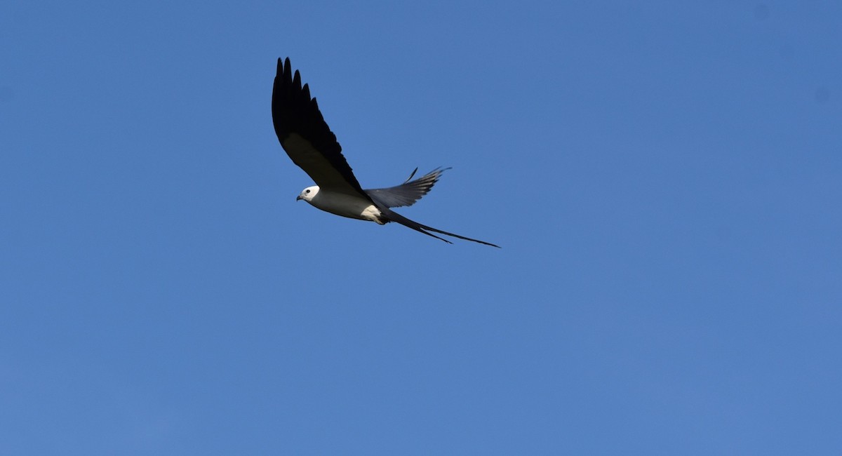 Swallow-tailed Kite - ML620314627