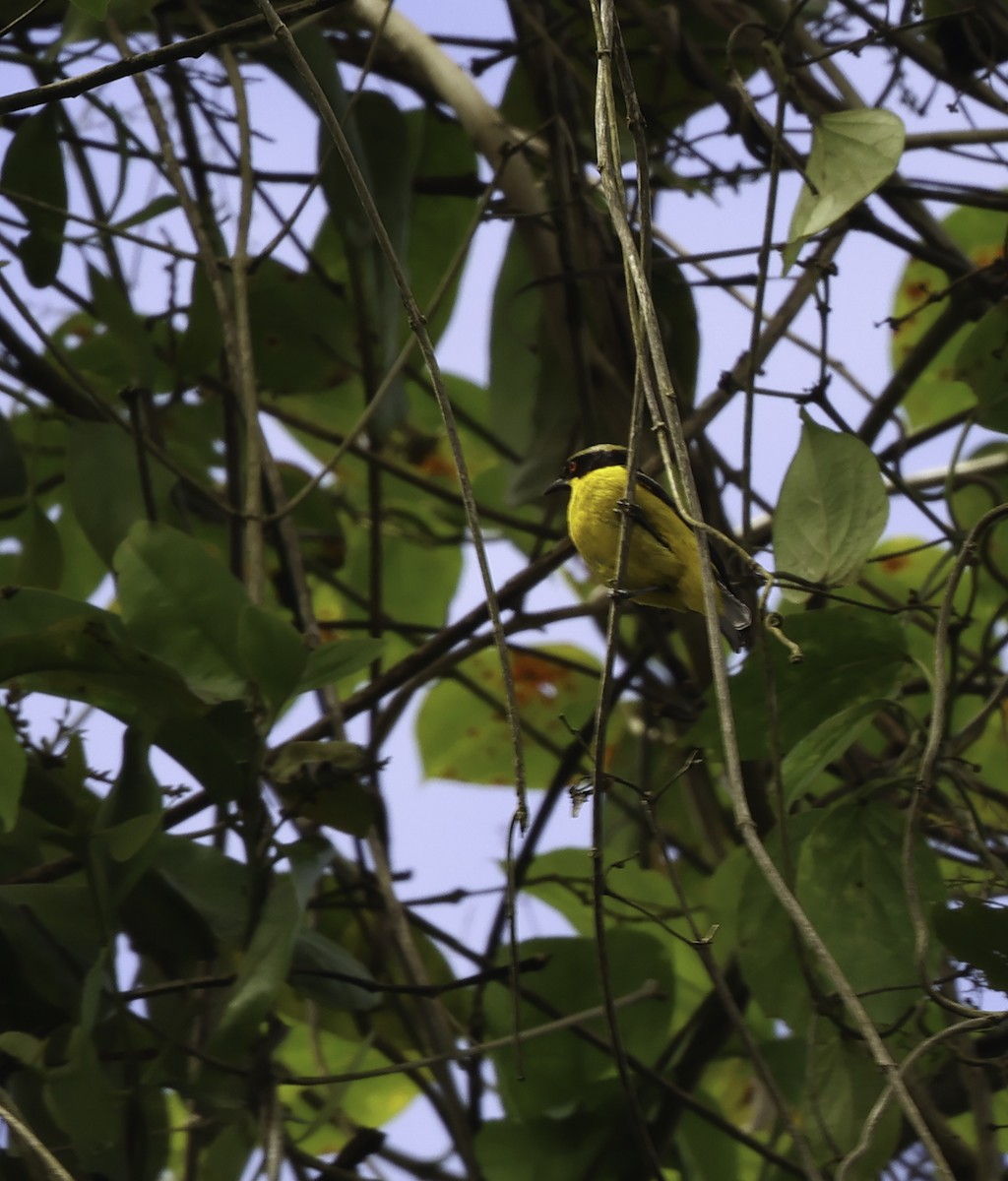 Yellow-bellied Dacnis - ML620314629