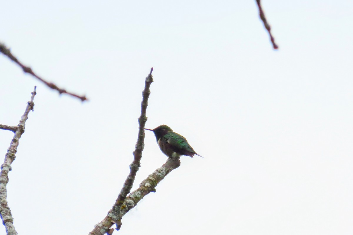 Ruby-throated Hummingbird - ML620314637