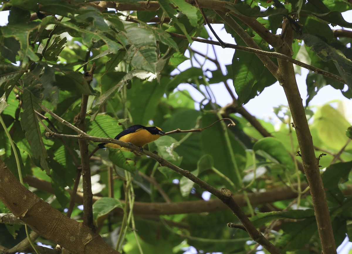 Thick-billed Euphonia (Black-tailed) - ML620314639