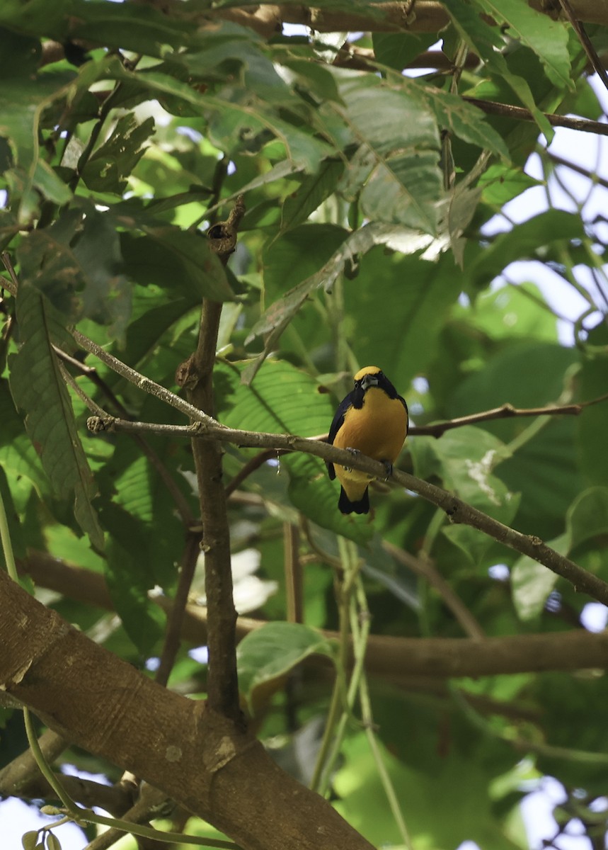 Thick-billed Euphonia (Black-tailed) - ML620314640