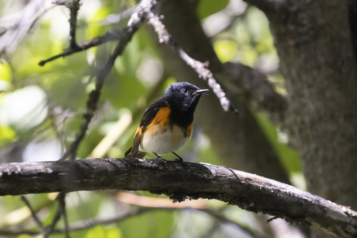 American Redstart - ML620314642