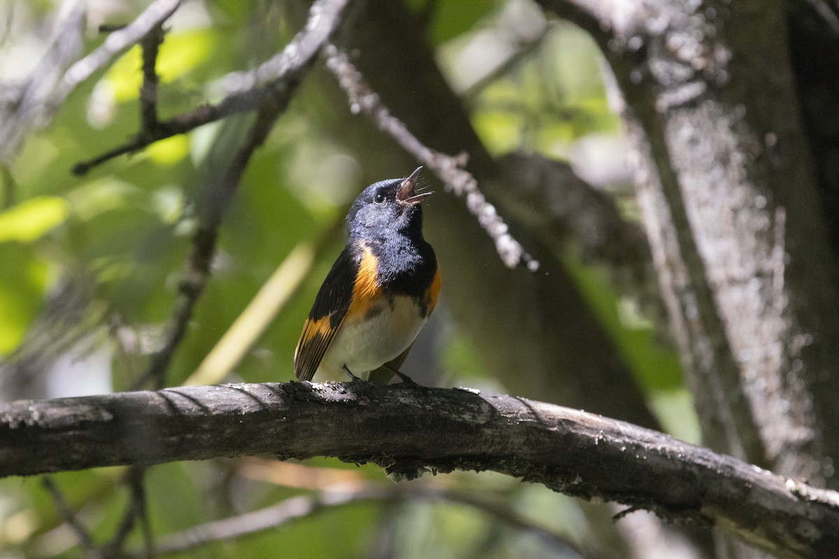 American Redstart - ML620314643