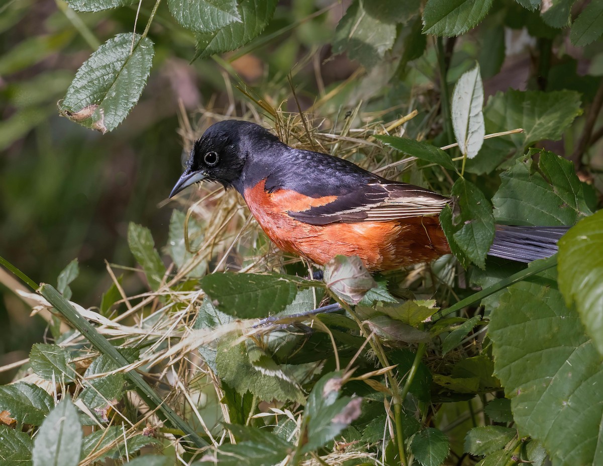 Orchard Oriole - ML620314645