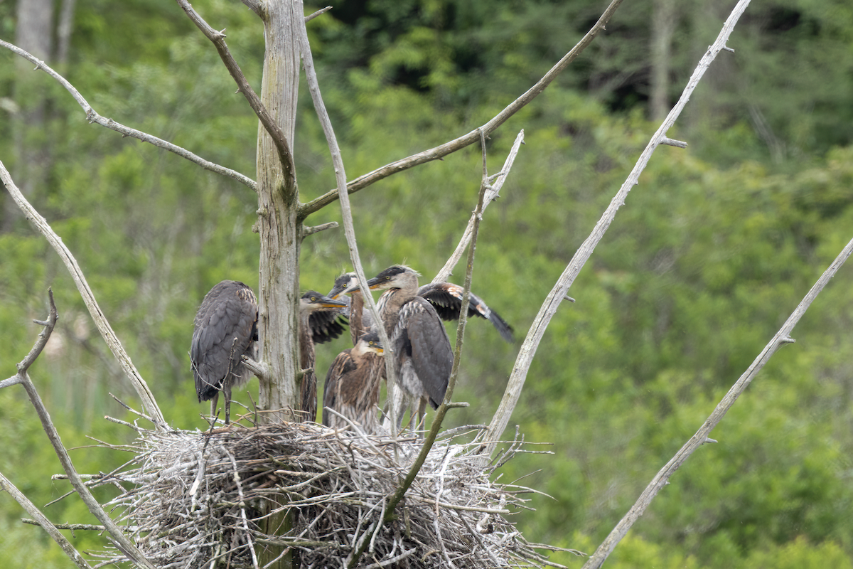 Great Blue Heron - ML620314646