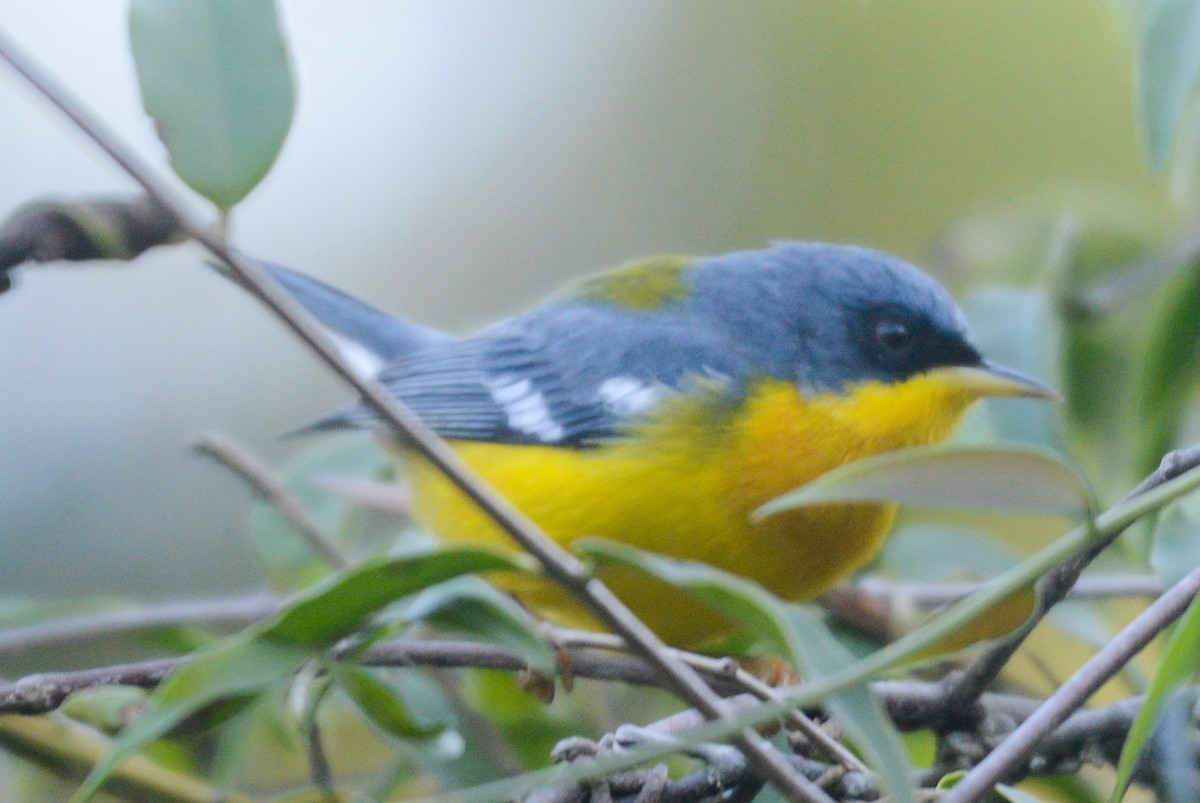 Parula Pitiayumí - ML620314647