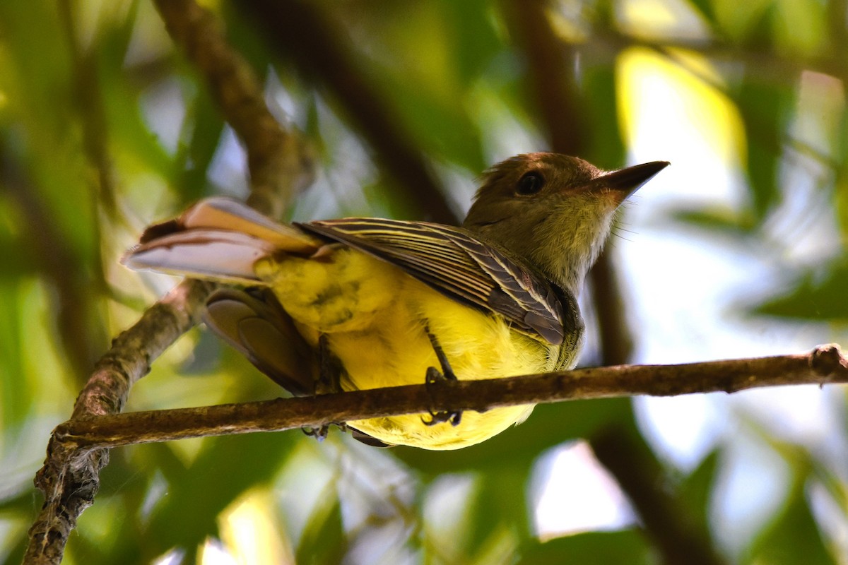 Great Crested Flycatcher - ML620314648