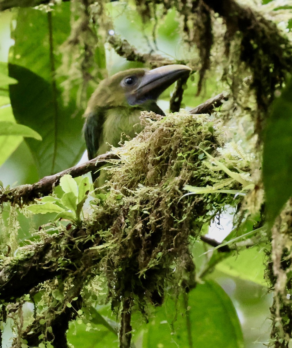 Northern Emerald-Toucanet (Blue-throated) - ML620314649