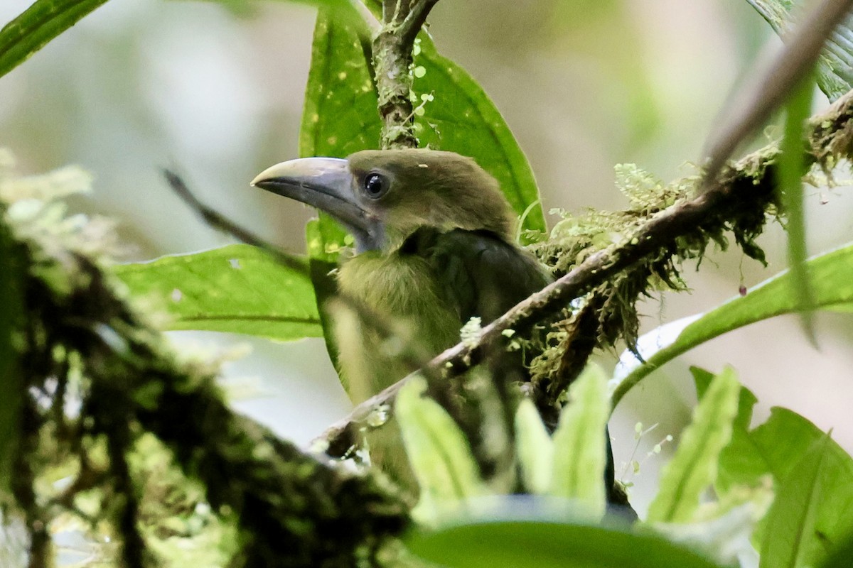 Northern Emerald-Toucanet (Blue-throated) - ML620314650