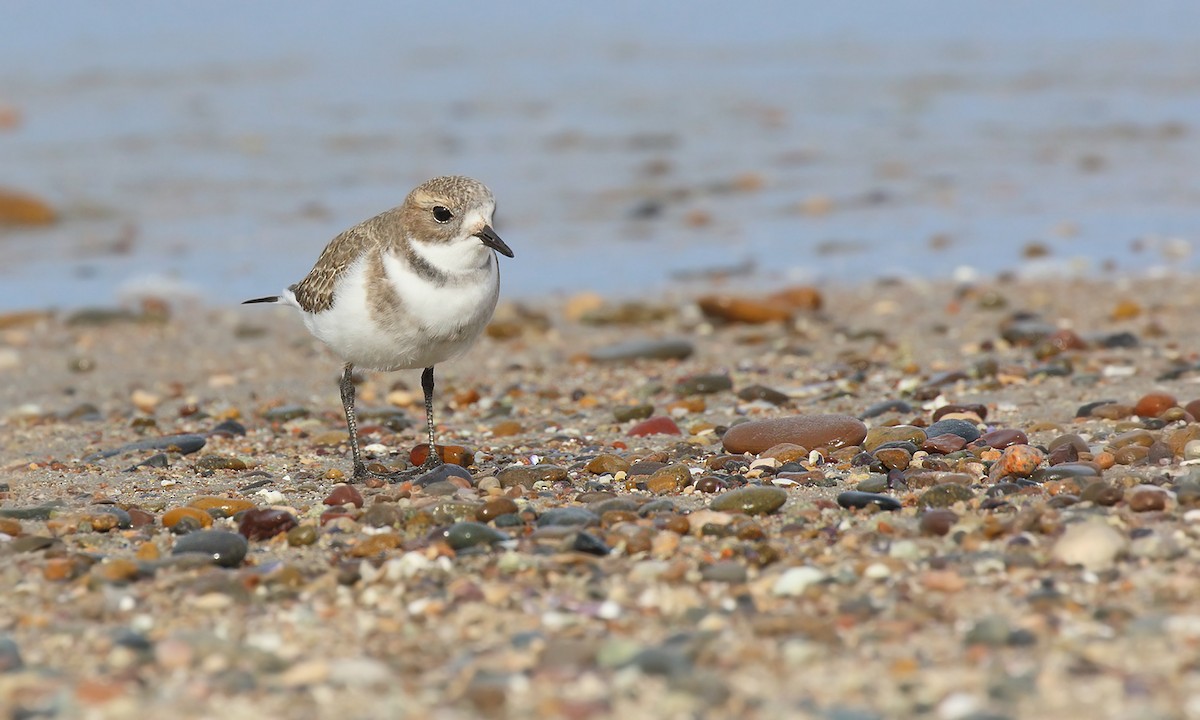 Two-banded Plover - ML620314652