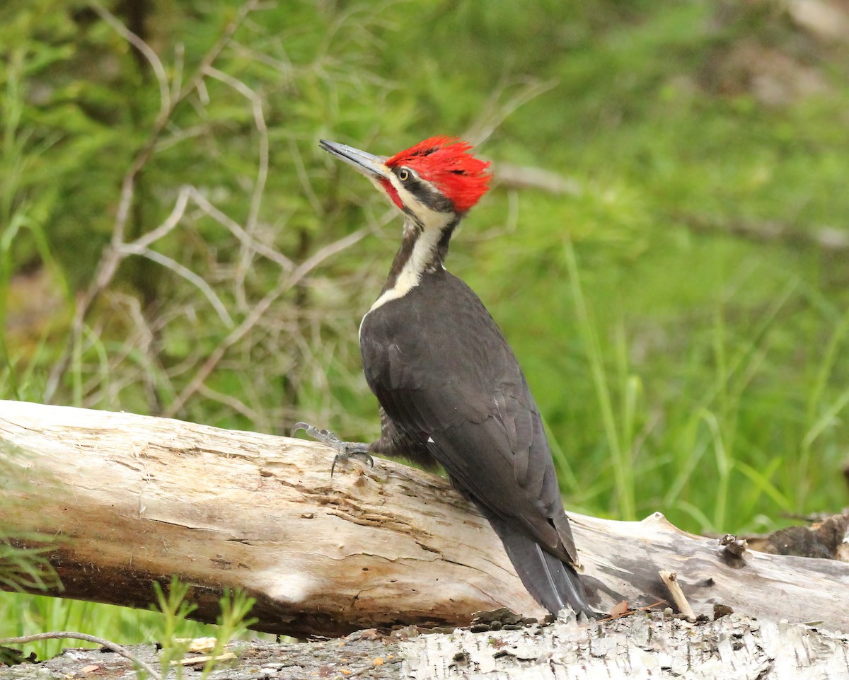 Pileated Woodpecker - ML620314654