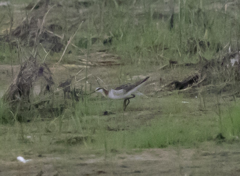 Wilson's Phalarope - ML620314656