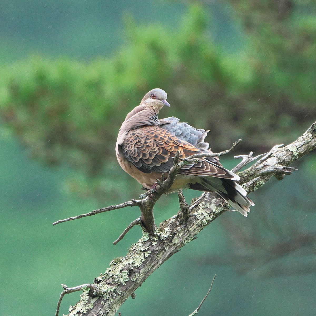 Oriental Turtle-Dove - ML620314673