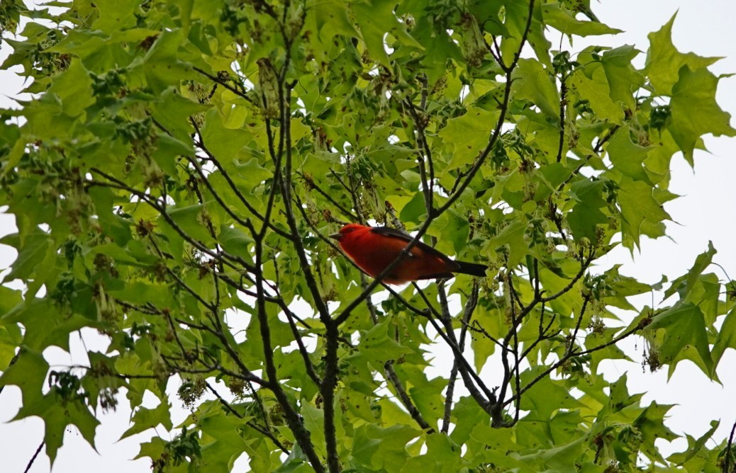 Scarlet Tanager - ML620314683