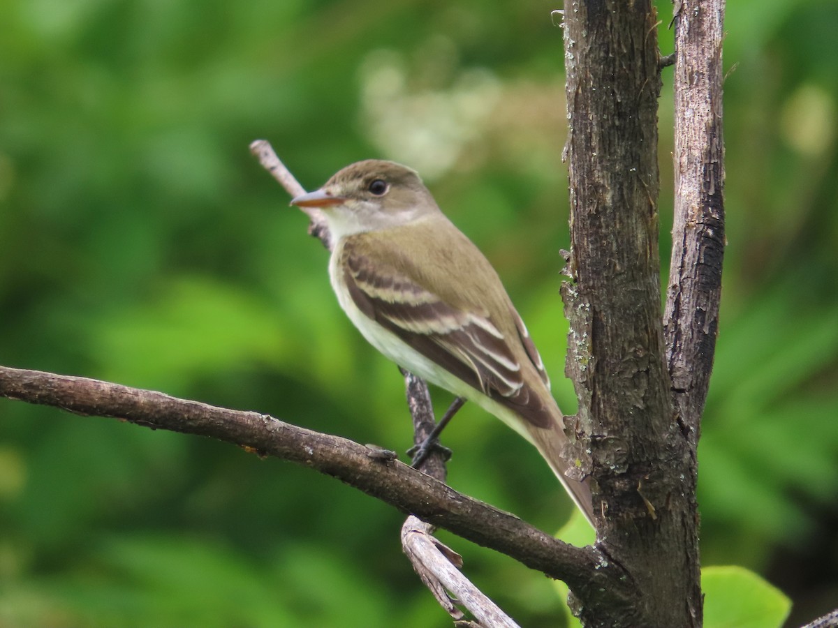 Willow Flycatcher - ML620314684