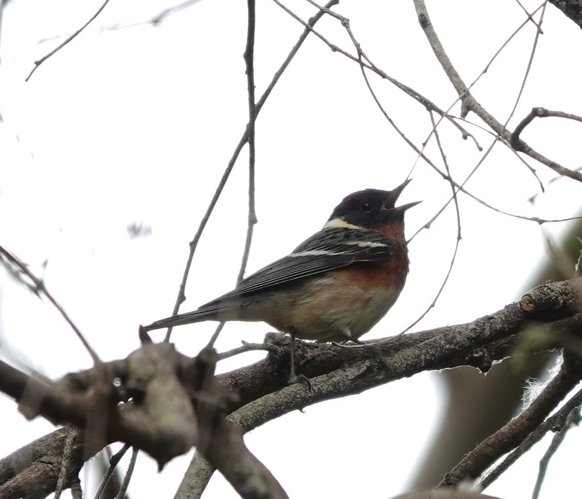 Bay-breasted Warbler - ML620314686