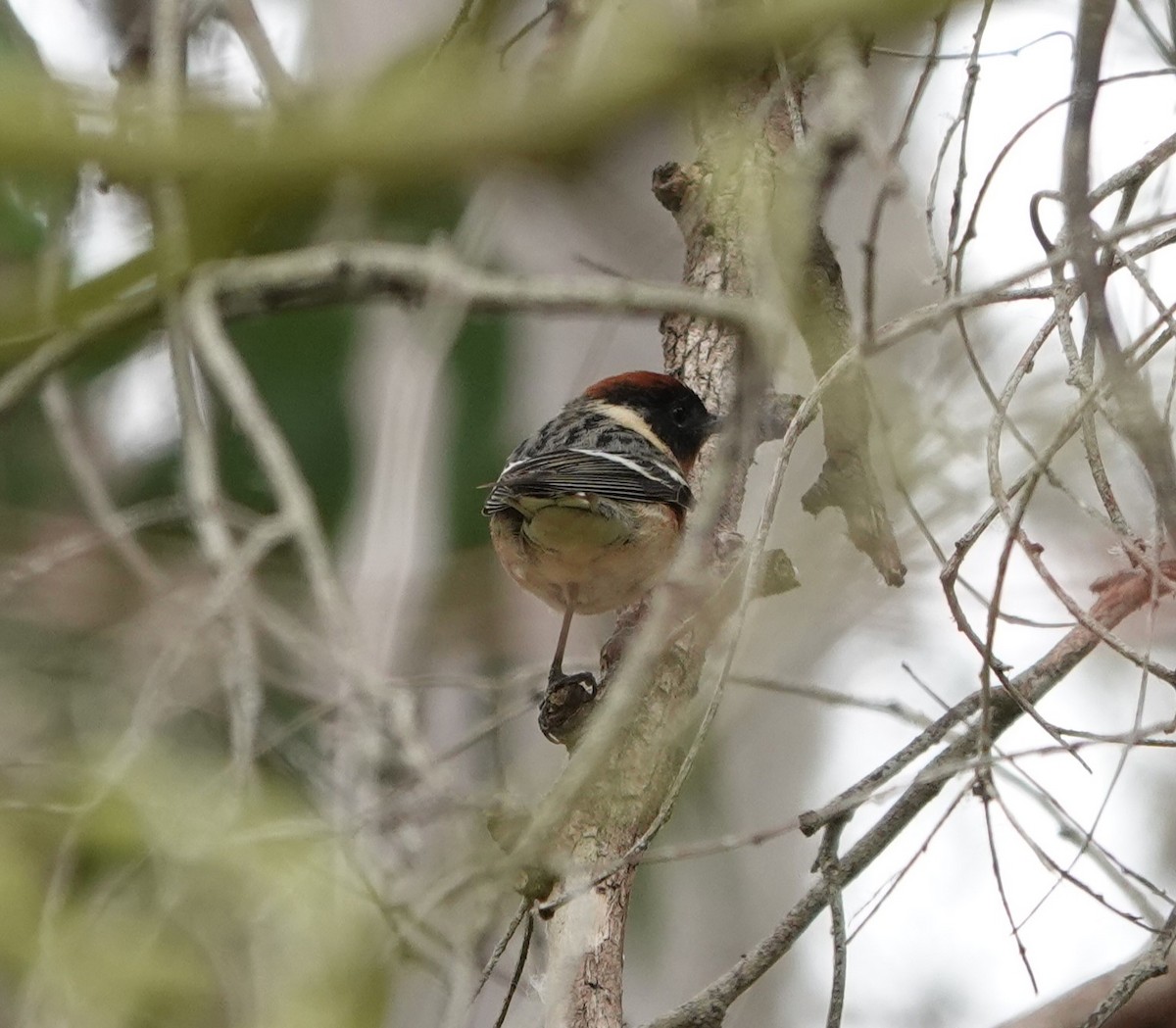 Bay-breasted Warbler - ML620314687