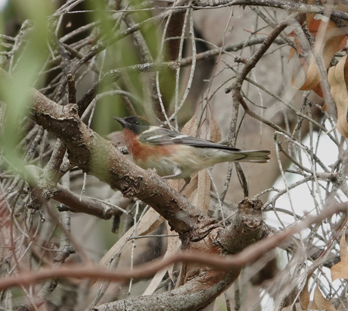 Bay-breasted Warbler - ML620314688