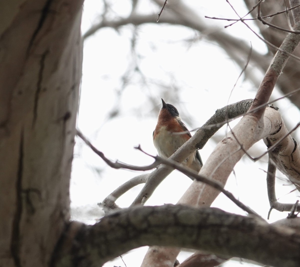 Bay-breasted Warbler - ML620314689