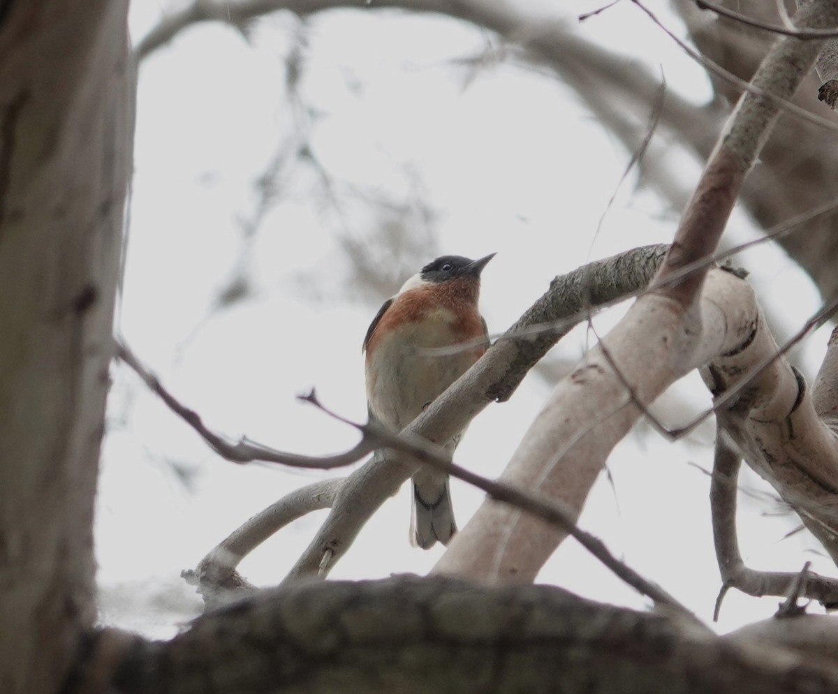 Bay-breasted Warbler - ML620314690