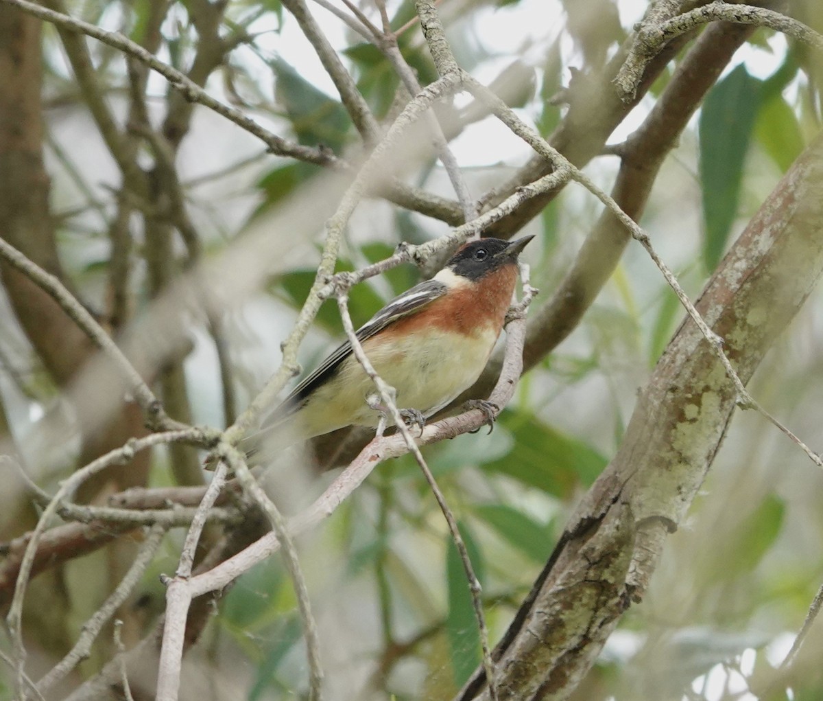 Bay-breasted Warbler - ML620314692