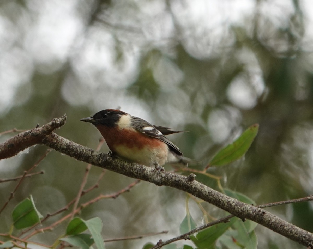 Bay-breasted Warbler - ML620314694