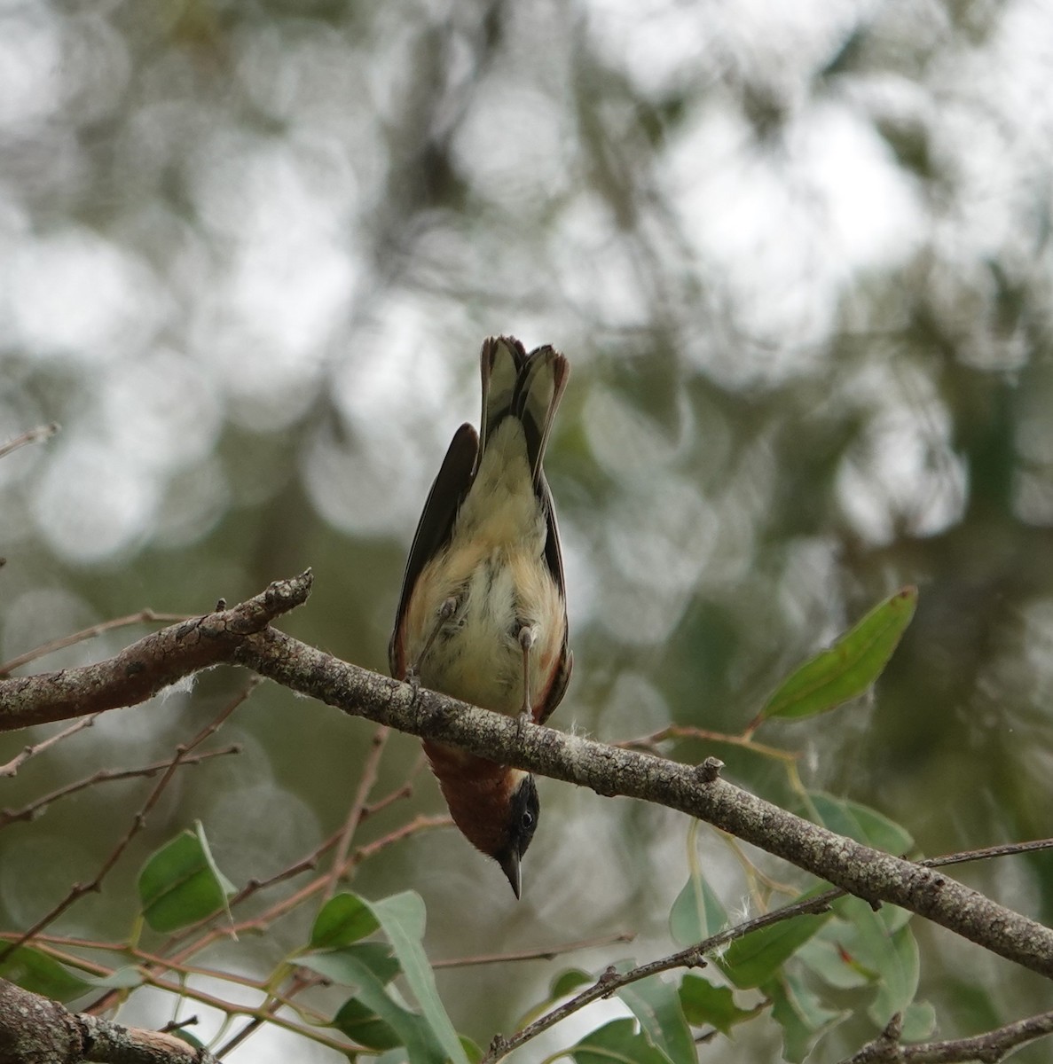 Bay-breasted Warbler - ML620314696