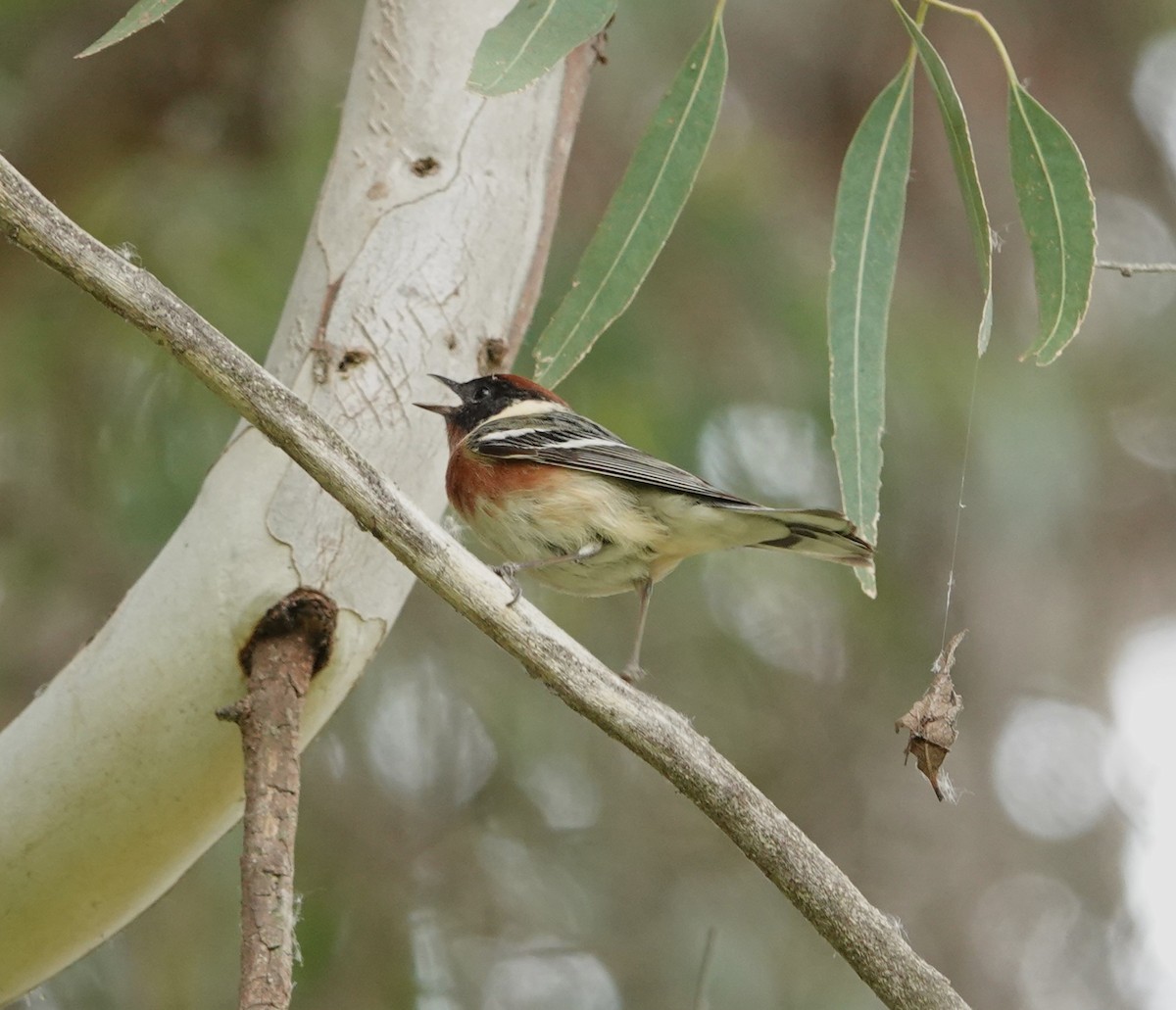 Bay-breasted Warbler - ML620314697