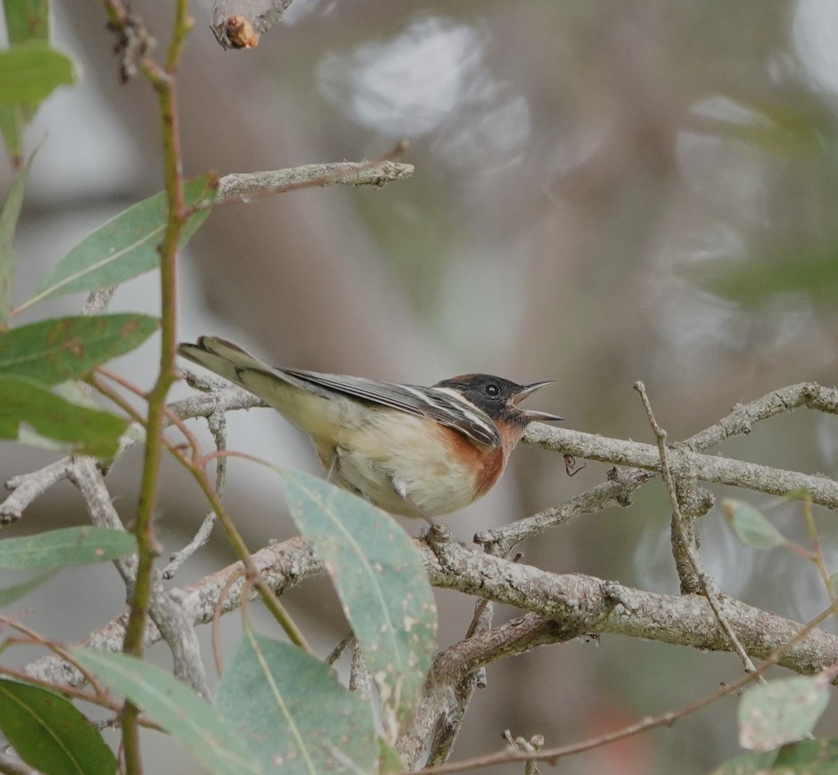 Bay-breasted Warbler - ML620314698