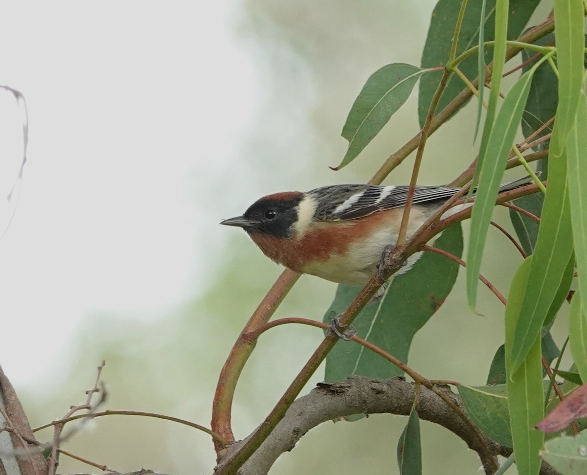 Bay-breasted Warbler - ML620314699