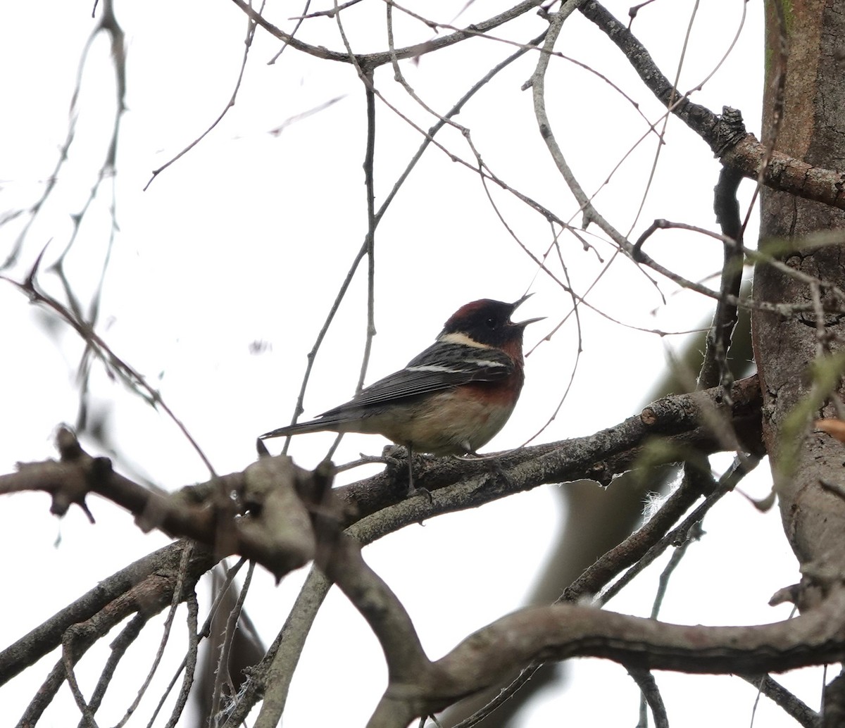 Bay-breasted Warbler - Sylvia Afable