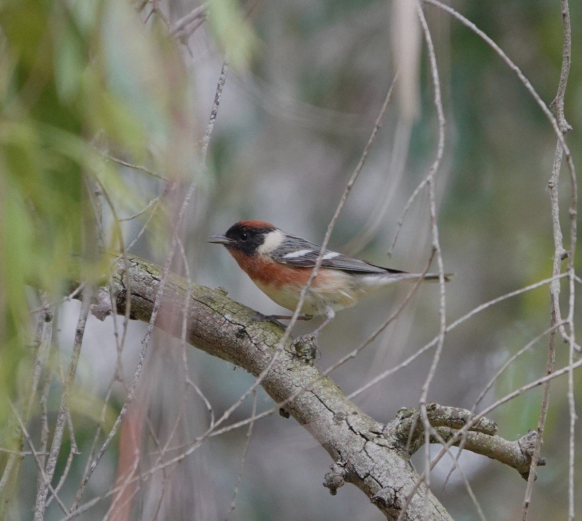 Bay-breasted Warbler - ML620314705