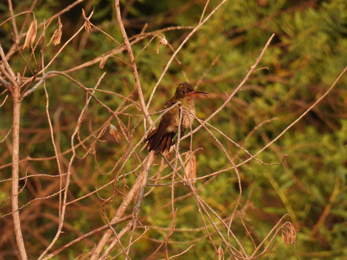 Gilded Hummingbird - ML620314707