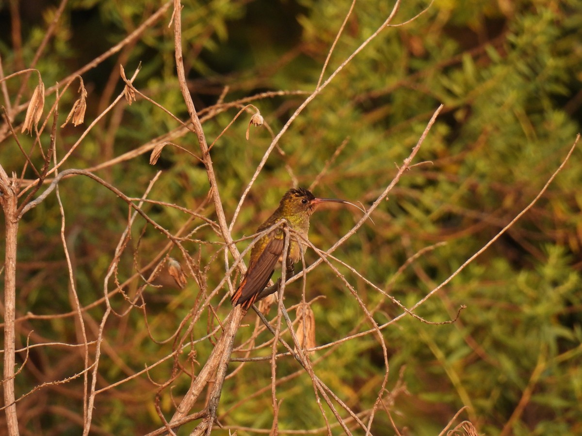 Gilded Hummingbird - ML620314708