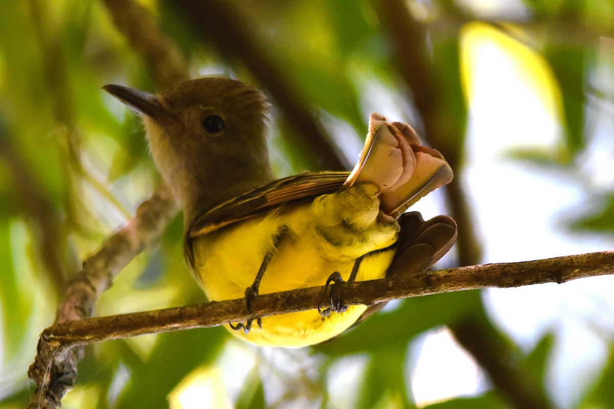 Great Crested Flycatcher - ML620314710