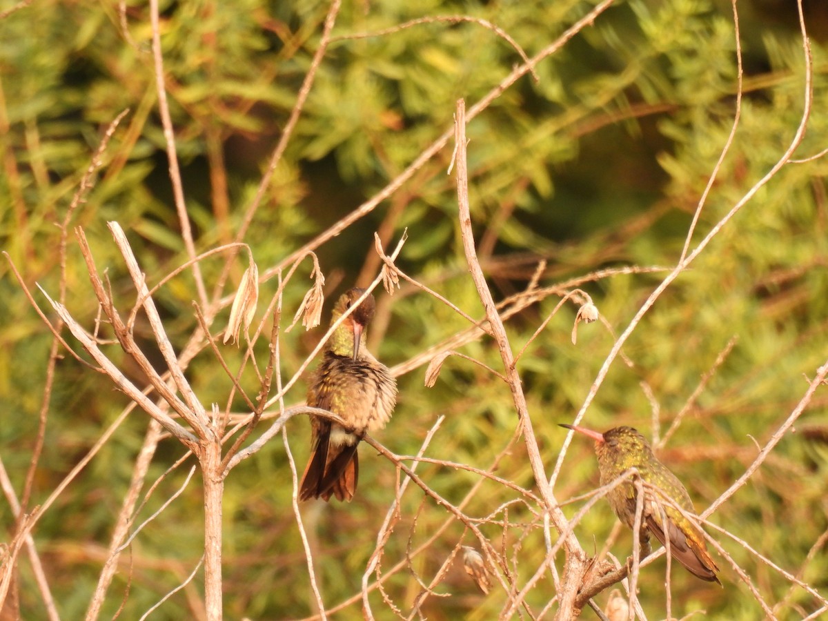 gyllenkolibri - ML620314711