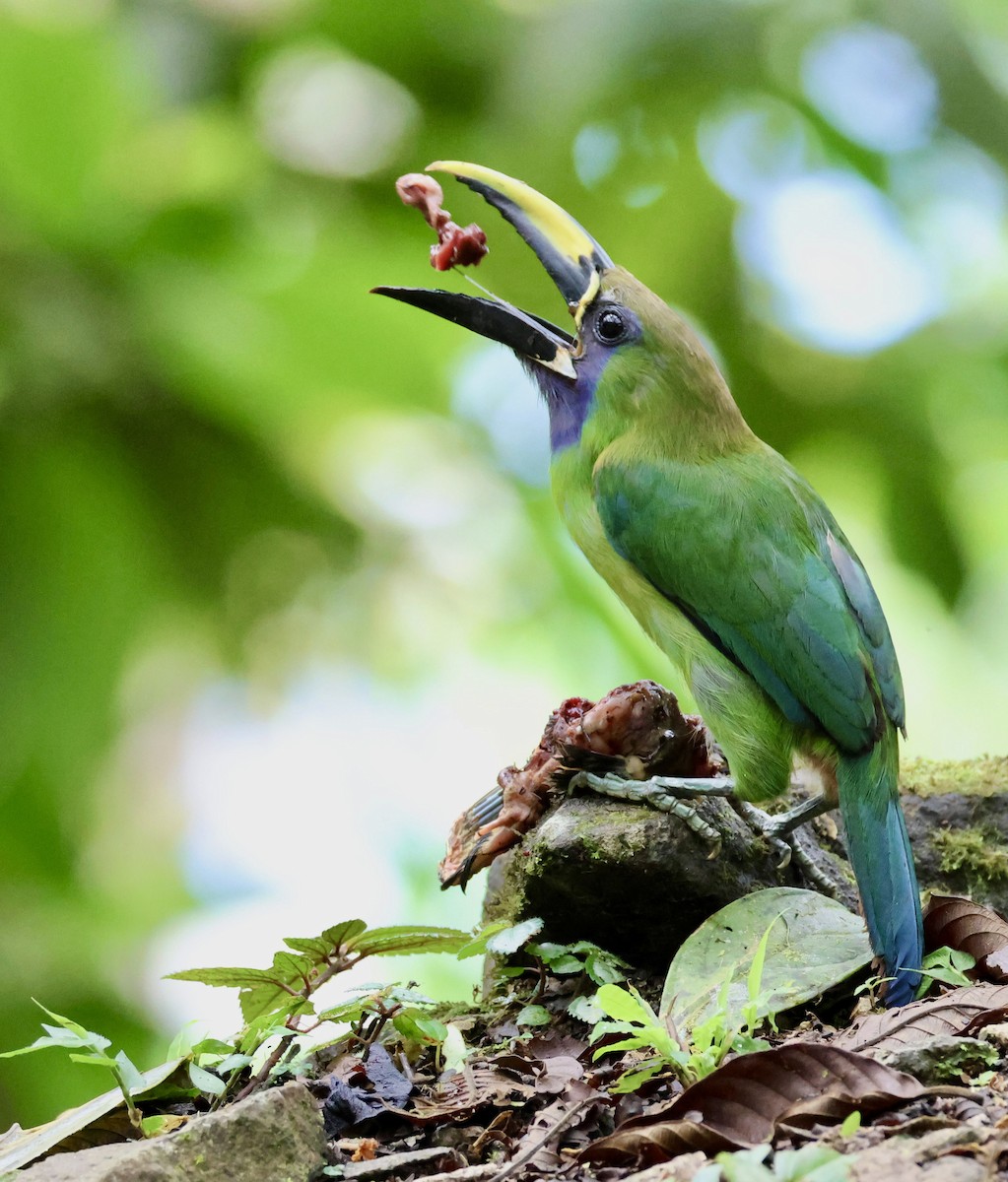 Northern Emerald-Toucanet (Blue-throated) - ML620314713