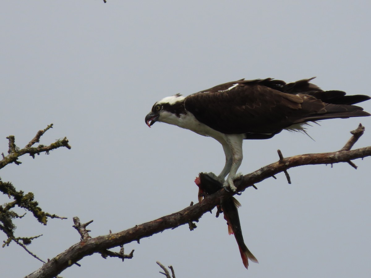 Osprey - ML620314715