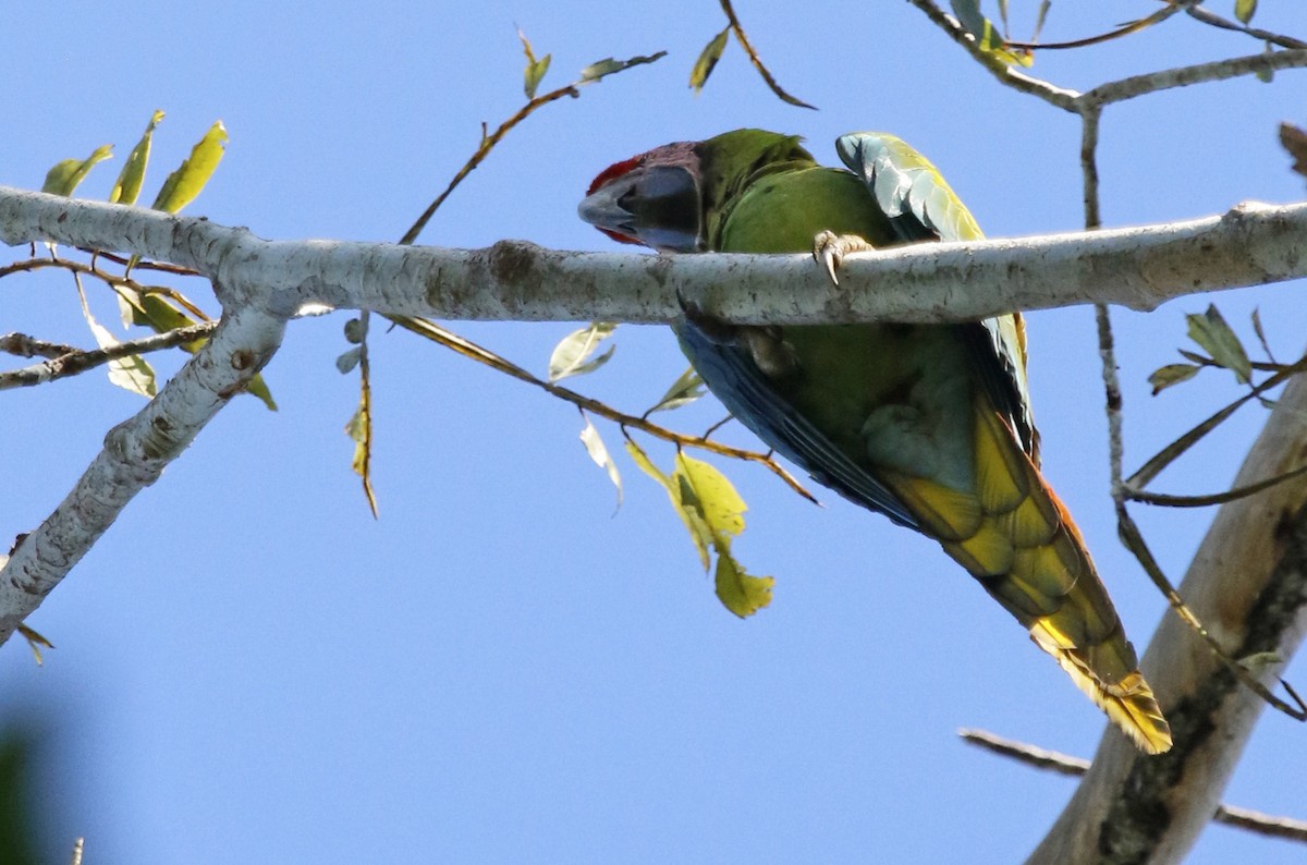 Great Green Macaw - ML620314718