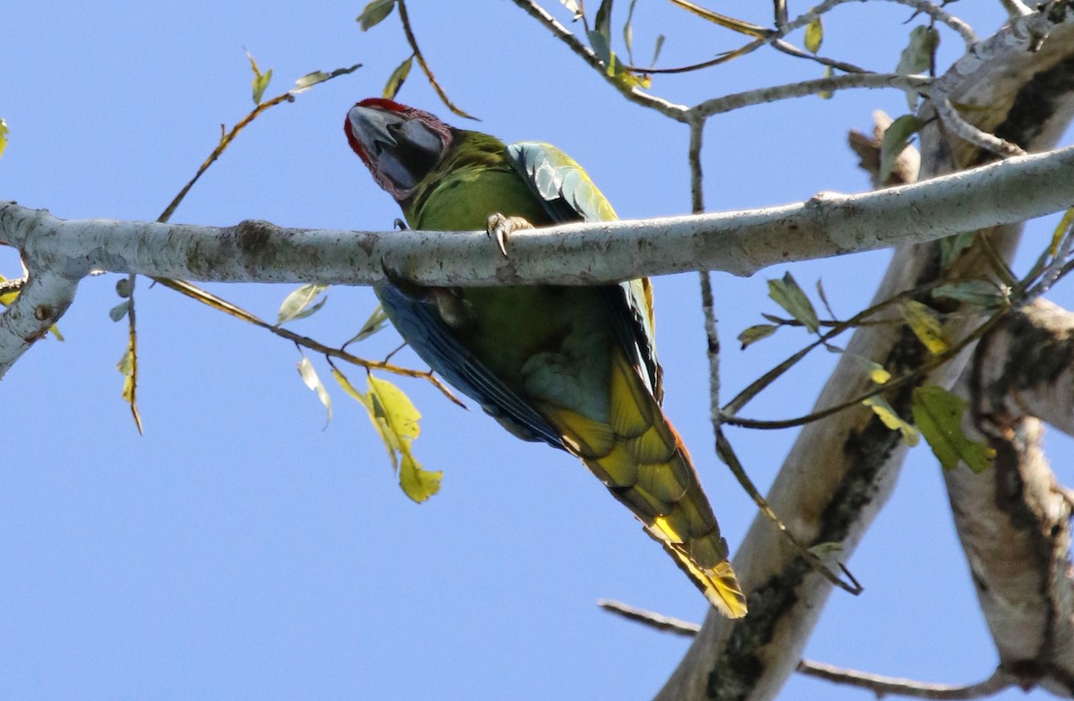 Great Green Macaw - ML620314719