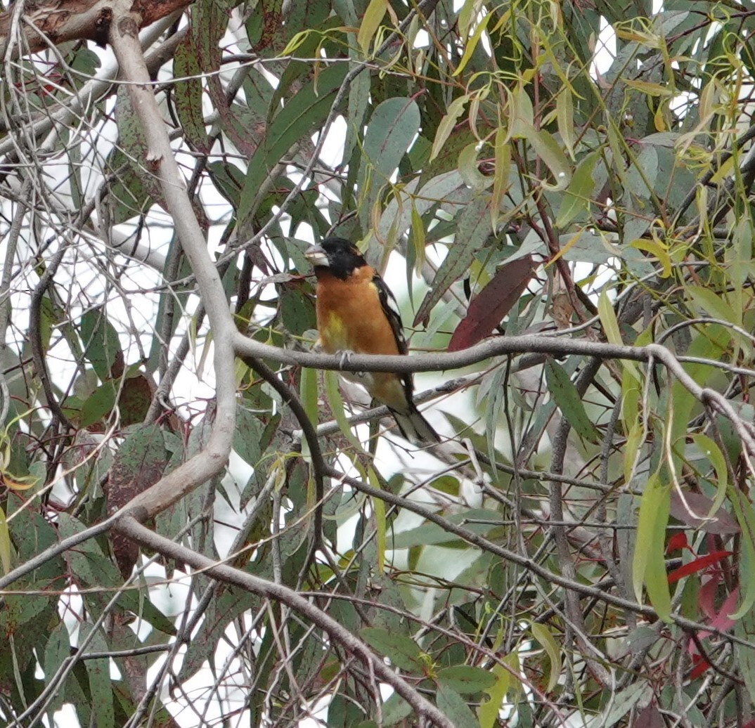 Black-headed Grosbeak - ML620314720