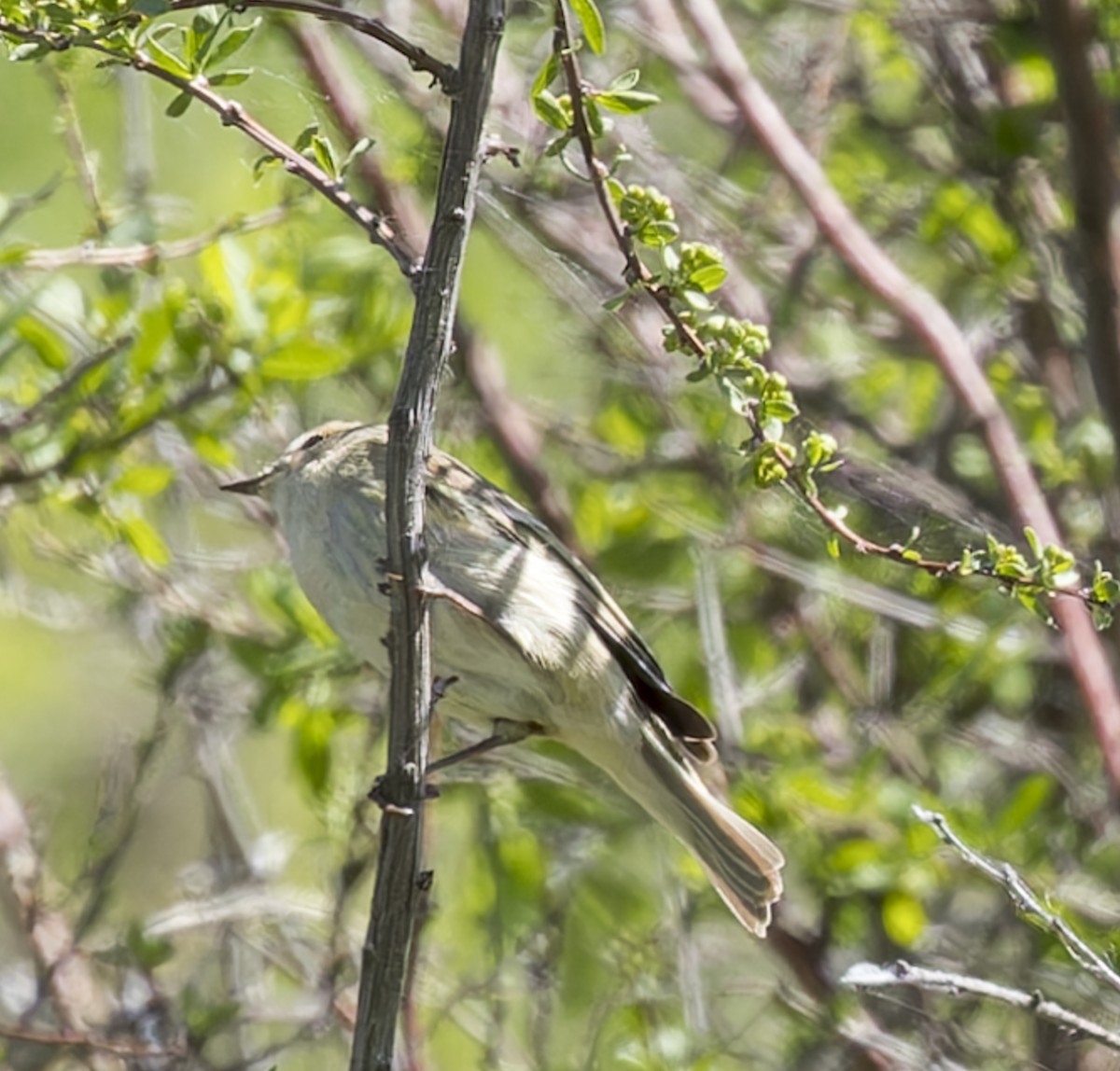 チフチャフ（tristis） - ML620314724