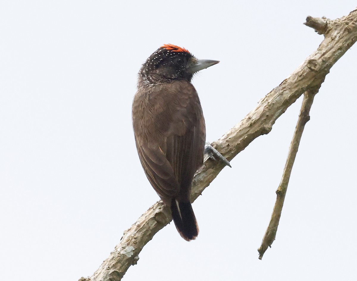 Varzea Piculet - ML620314725