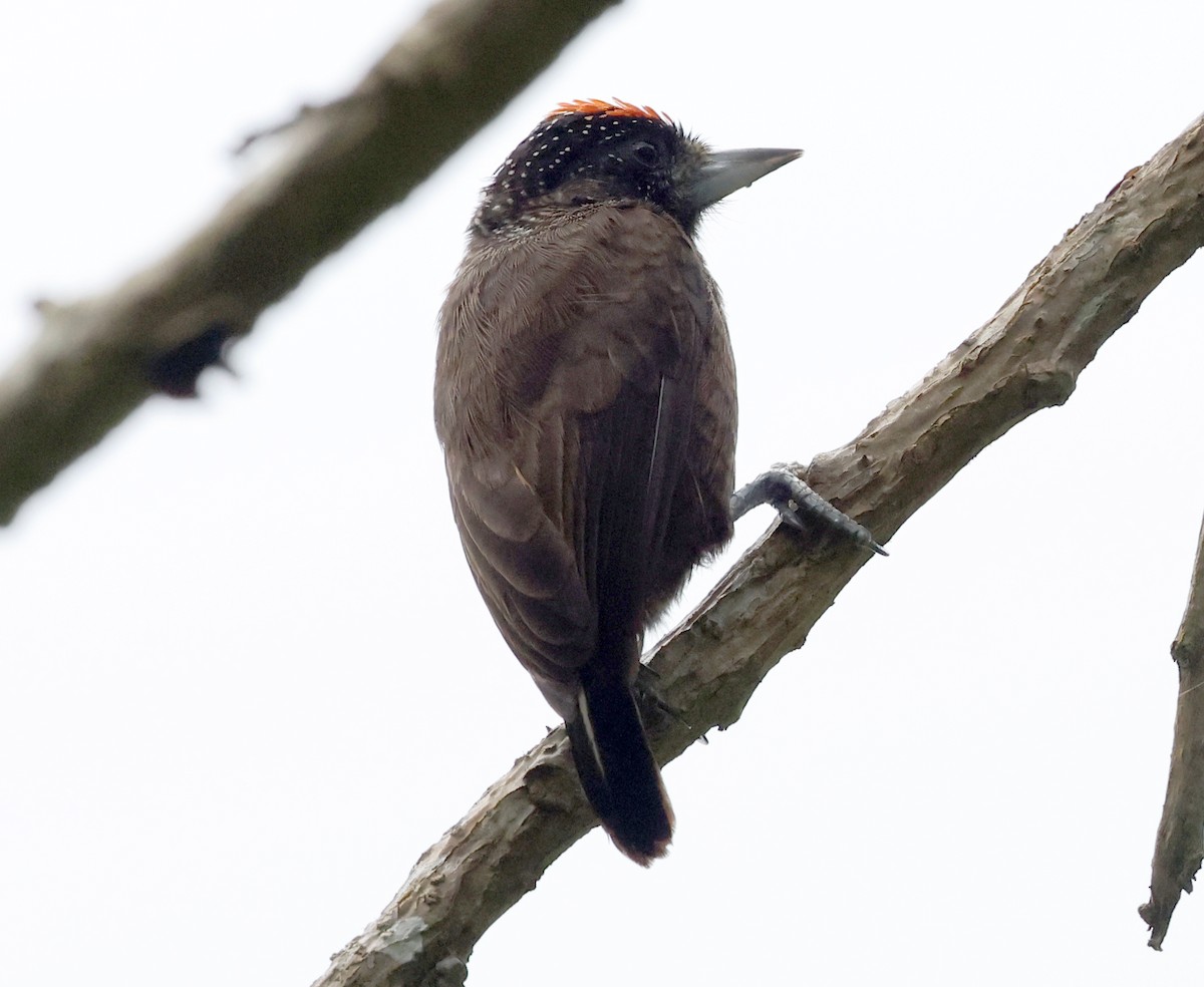 Varzea Piculet - Ashley Banwell