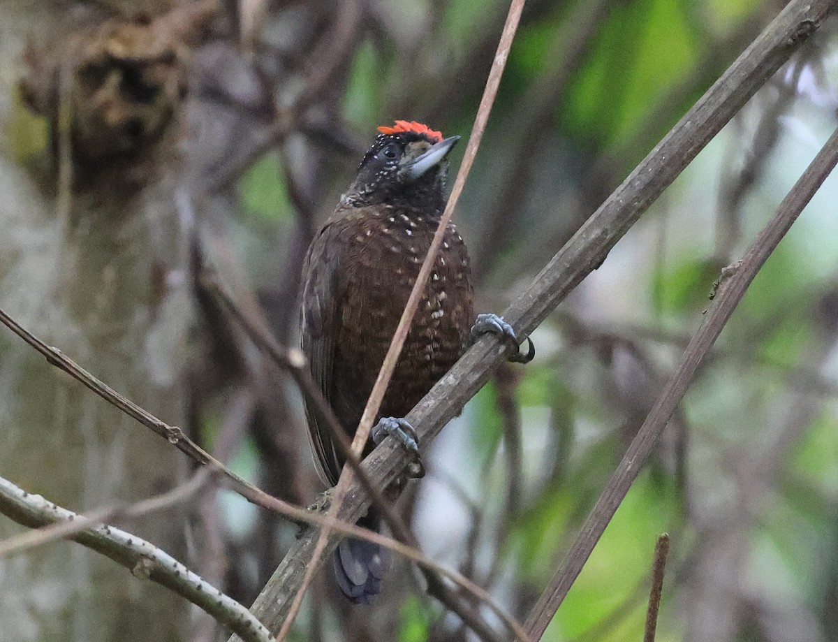 Varzea Piculet - ML620314727