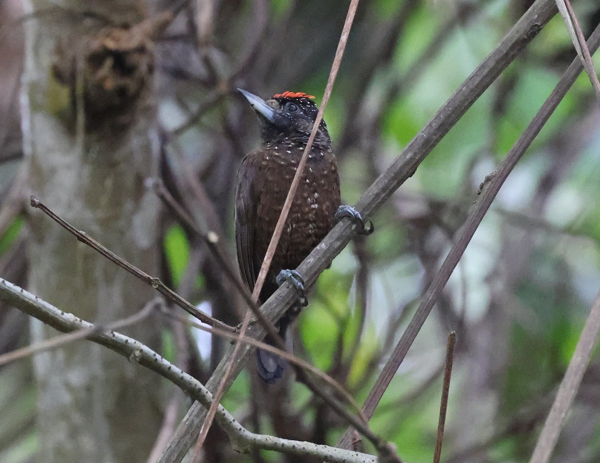 Varzea Piculet - ML620314728